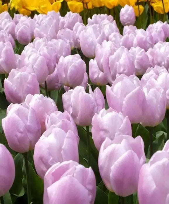 Tulip Candy Prince',Bulbs Size 12/+cm - Caribbean garden seed