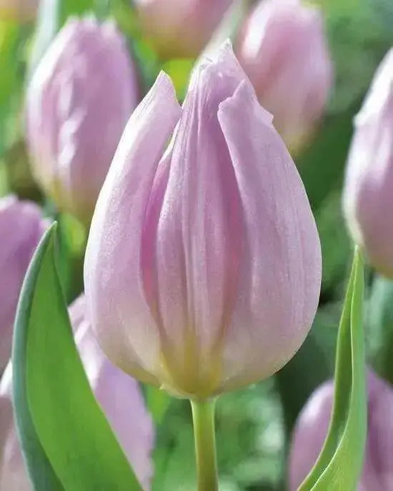 Tulip Candy Prince',Bulbs Size 12/+cm - Caribbean garden seed