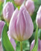 Tulip Candy Prince',Bulbs Size 12/+cm - Caribbean garden seed