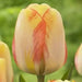 Tulip Darwin Hybrid "Beauty of Spring" - Caribbean garden seed