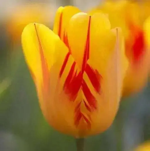 Tulip Darwin Hybrid "Olympic Flame" (Size:12+ cm) Fall Planting Bulbs, Now Shipping - Caribbean garden seed