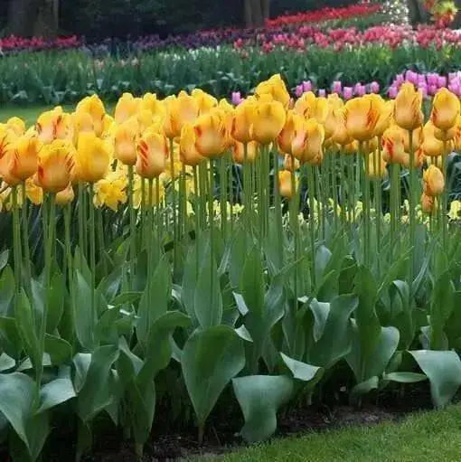 Tulip Darwin Hybrid "Olympic Flame" (Size:12+ cm) Fall Planting Bulbs, Now Shipping - Caribbean garden seed