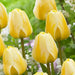 Tulip CREAM COCKTAIL (10 Bulbs) Huge flowers, FALL PLANTING - Caribbean garden seed