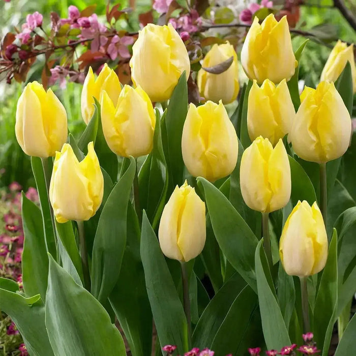 Tulip CREAM COCKTAIL (10 Bulbs) Huge flowers, FALL PLANTING - Caribbean garden seed