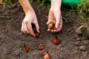 Tulip CREAM COCKTAIL (10 Bulbs) Huge flowers, FALL PLANTING - Caribbean garden seed