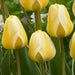 Tulip CREAM COCKTAIL (10 Bulbs) Huge flowers, FALL PLANTING - Caribbean garden seed