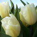 Tulip Creme Flag(Bulbs),12/+cm,Mid-Spring Great for Forcing and Cut Flowers - Caribbean garden seed
