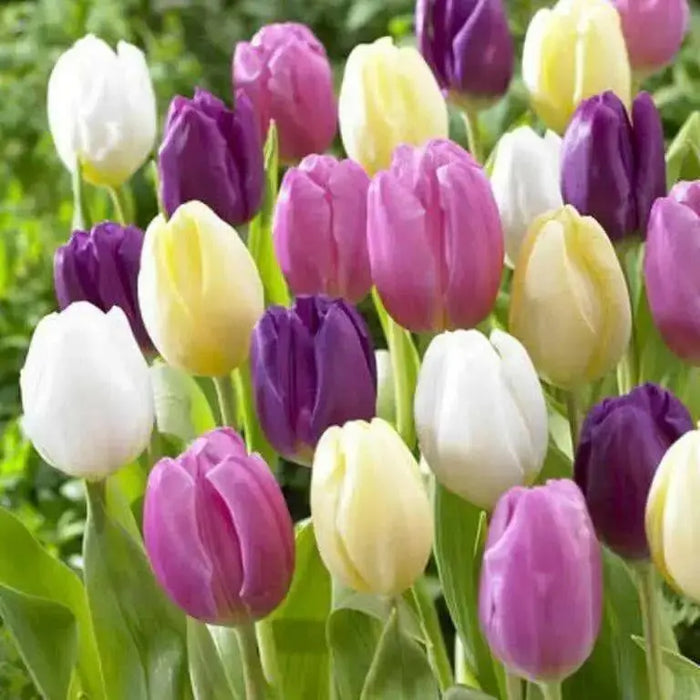 Tulip Creme Flag(Bulbs),12/+cm,Mid-Spring Great for Forcing and Cut Flowers - Caribbean garden seed