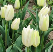 Tulip Creme Flag(Bulbs),12/+cm,Mid-Spring Great for Forcing and Cut Flowers - Caribbean garden seed