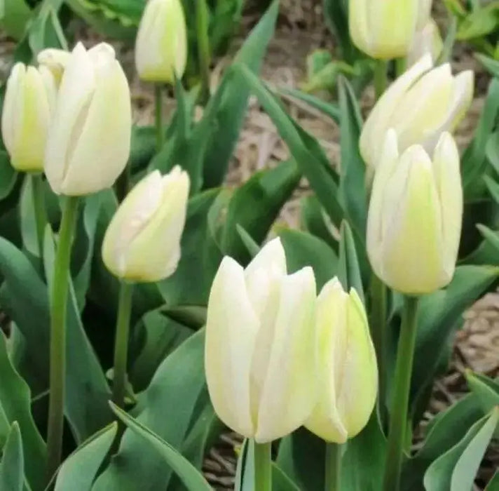 Tulip Creme Flag(Bulbs),12/+cm,Mid-Spring Great for Forcing and Cut Flowers - Caribbean garden seed