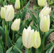 Tulip Creme Flag(Bulbs),12/+cm,Mid-Spring Great for Forcing and Cut Flowers - Caribbean garden seed