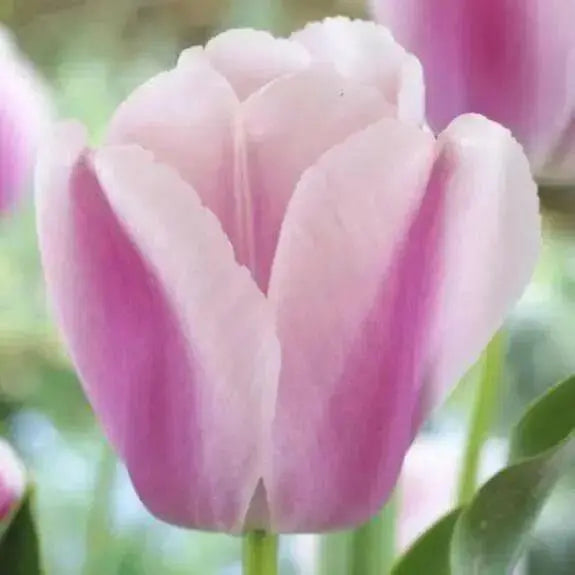 Tulip Darwin Hybrid Ollioules (12+cm,) RHS Award of Garden Merit - Caribbean garden seed
