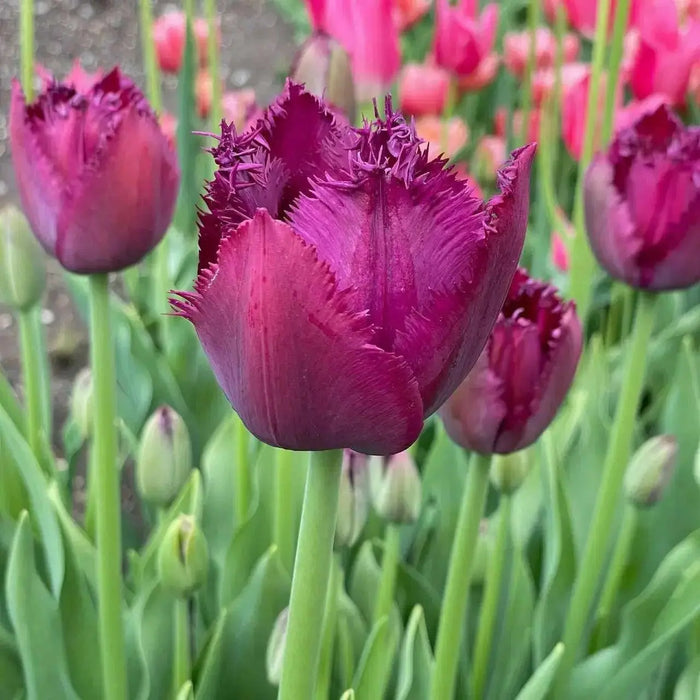 Tulip Curly Sue, Fringed ,Mixed bulbs-SPRING BLOOM - Caribbean garden seed