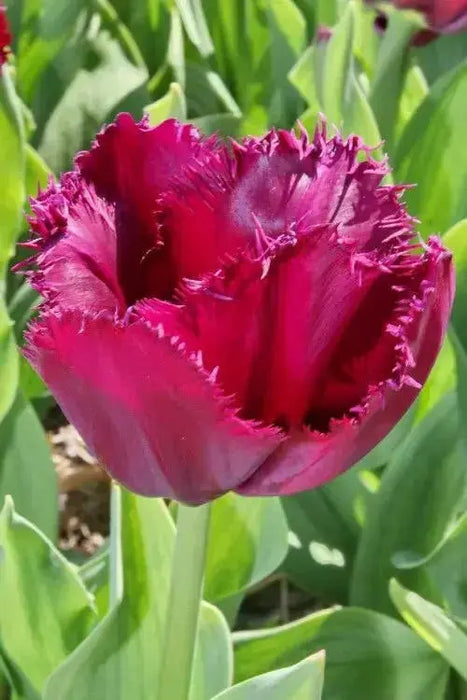 Tulip Curly Sue, Fringed ,Mixed bulbs-SPRING BLOOM - Caribbean garden seed