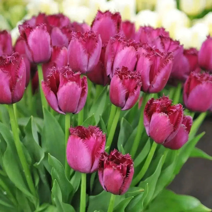 Tulip Curly Sue, Fringed ,Mixed bulbs-SPRING BLOOM - Caribbean garden seed