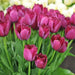 Tulip Curly Sue, Fringed ,Mixed bulbs-SPRING BLOOM - Caribbean garden seed