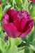 Tulip Curly Sue, Fringed ,Mixed bulbs-SPRING BLOOM - Caribbean garden seed