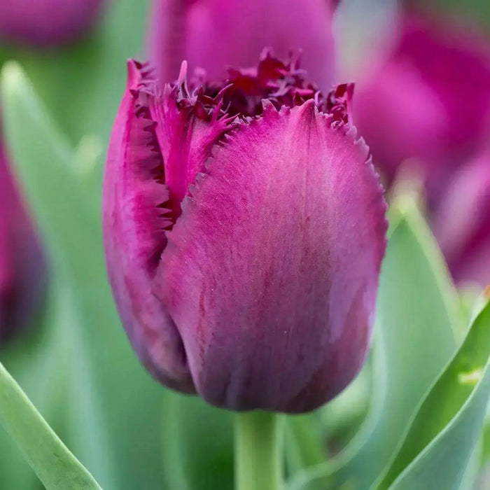 Tulip Curly Sue, Fringed ,Mixed bulbs-SPRING BLOOM - Caribbean garden seed