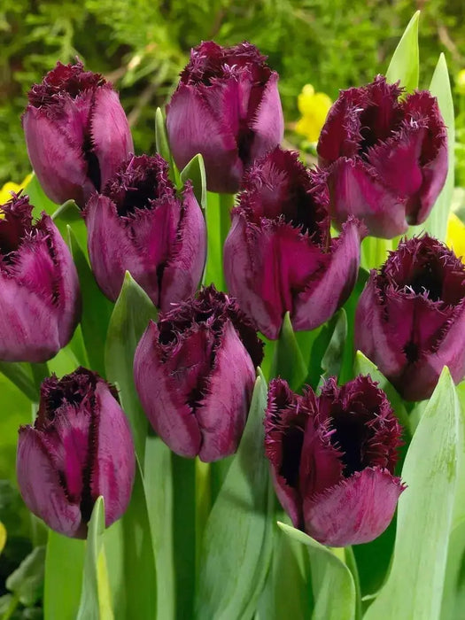 Tulip Curly Sue, Fringed ,Mixed bulbs-SPRING BLOOM - Caribbean garden seed