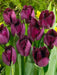 Tulip Curly Sue, Fringed ,Mixed bulbs-SPRING BLOOM - Caribbean garden seed