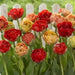 Tulip Double Late "Gudoshnik Double" bloom - Caribbean garden seed