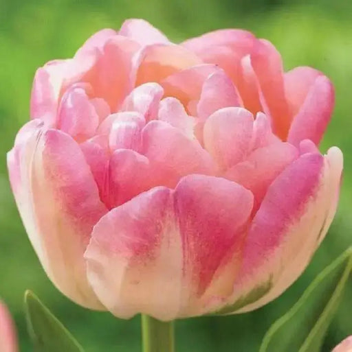 Tulip Double Late "CREME UPSTAR" fall Planting Bulbs, ! - Caribbean garden seed