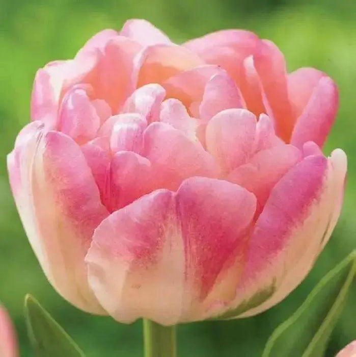 Tulip Double Late "CREME UPSTAR" fall Planting Bulbs, ! - Caribbean garden seed