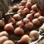Tulip Double Late "CREME UPSTAR" fall Planting Bulbs, ! - Caribbean garden seed