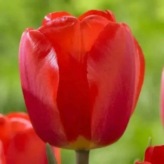 Tulip Darwin Hybrid Oxford-Great for Bouquets,Large Blooms ,Excellent Cut Flowers. Mid Spring 12+/cm Fall Bulbs Now shipping - Caribbean garden seed