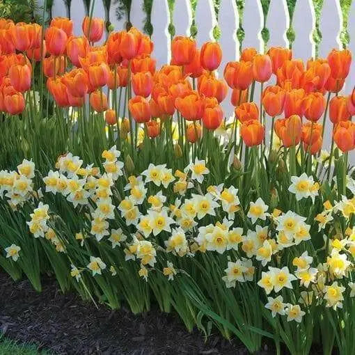 Tulip Double Late "Pippa Mix"Daffodil Bulbs (MIX) - Caribbean garden seed