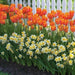 Tulip Double Late "Pippa Mix"Daffodil Bulbs (MIX) - Caribbean garden seed
