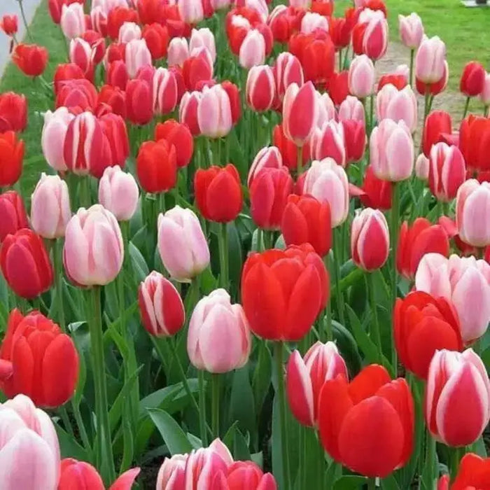 TULIP DELIGHT MIX (fall planting Bulbs) ,12/+cm - Caribbean garden seed