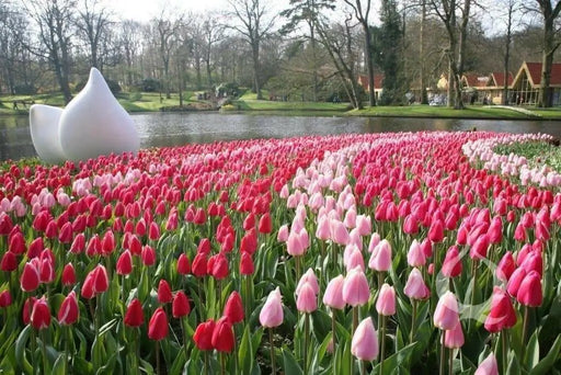 TULIP DELIGHT MIX (fall planting Bulbs) ,12/+cm - Caribbean garden seed