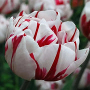 Tulip Double Late "Carnaval De Nice" RHS Award of Garden Merit,fall Planting Bulbs,  NOW SHIPPING! - Caribbean garden seed