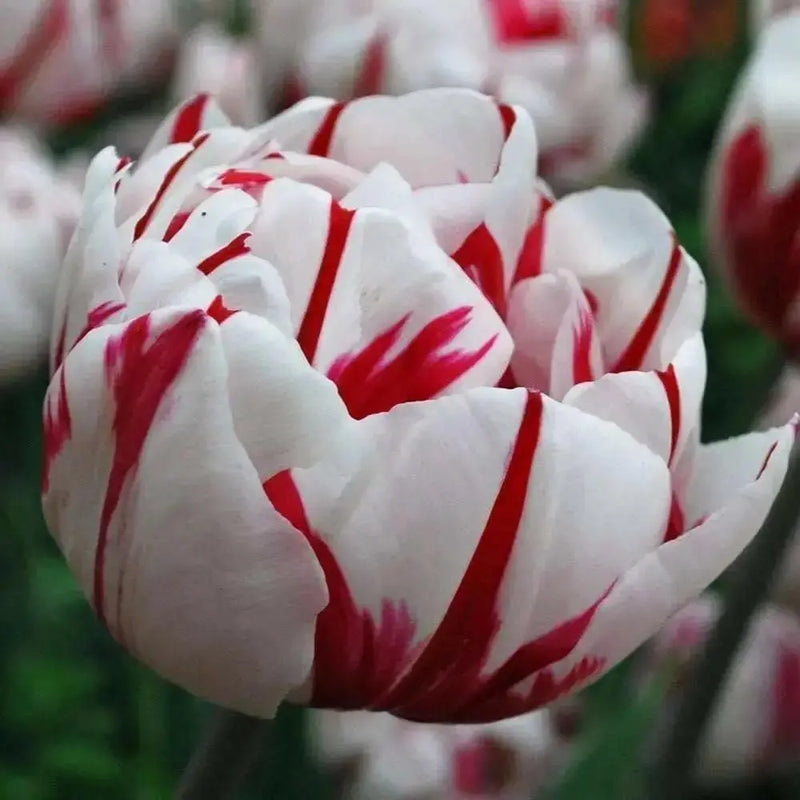 Tulip Double Late "Carnaval De Nice" RHS Award of Garden Merit,fall Planting Bulbs,  NOW SHIPPING! - Caribbean garden seed