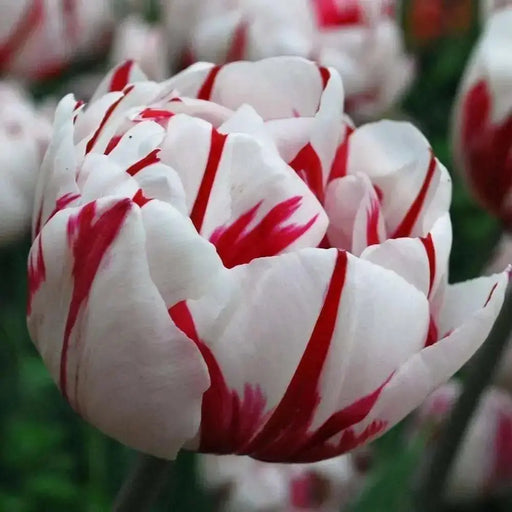 Tulip Double Late "Carnaval De Nice" RHS Award of Garden Merit,fall Planting Bulbs,  NOW SHIPPING! - Caribbean garden seed