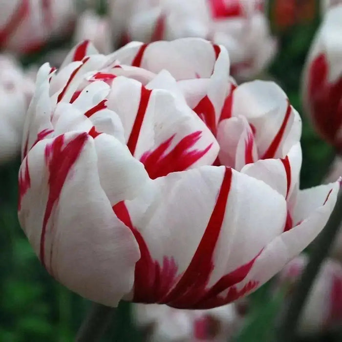 Tulip Double Late "Carnaval De Nice" RHS Award of Garden Merit,fall Planting Bulbs,  NOW SHIPPING! - Caribbean garden seed