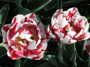Tulip Double Late "Carnaval De Nice" RHS Award of Garden Merit,fall Planting Bulbs,  NOW SHIPPING! - Caribbean garden seed