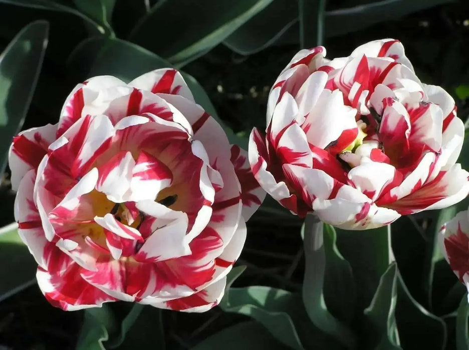 Tulip Double Late "Carnaval De Nice" RHS Award of Garden Merit,fall Planting Bulbs,  NOW SHIPPING! - Caribbean garden seed