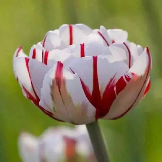 Tulip Double Late "Carnaval De Nice" RHS Award of Garden Merit,fall Planting Bulbs,  NOW SHIPPING! - Caribbean garden seed