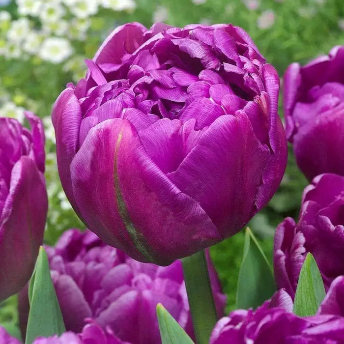 Tulip double flag, Double" bloom,NOW SHIPPING - Caribbean garden seed