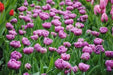 Tulip double flag, Double" bloom,NOW SHIPPING - Caribbean garden seed