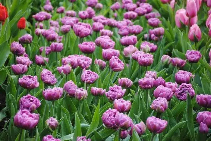 Tulip double flag, Double" bloom,NOW SHIPPING - Caribbean garden seed