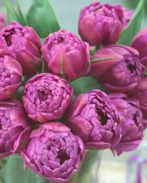 Tulip double flag, Double" bloom,NOW SHIPPING - Caribbean garden seed