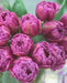 Tulip double flag, Double" bloom,NOW SHIPPING - Caribbean garden seed