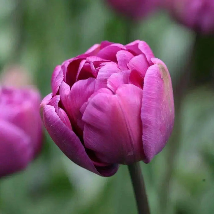 Tulip double flag, Double" bloom,NOW SHIPPING - Caribbean garden seed