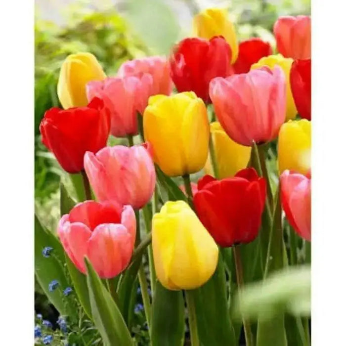 Tulip Darwin Hybrid Sunset Blend ( Bulbs) - Caribbean garden seed