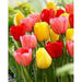 Tulip Darwin Hybrid Sunset Blend ( Bulbs) - Caribbean garden seed