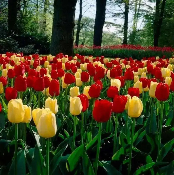Tulip Darwin Hybrid Sunset Blend ( Bulbs) - Caribbean garden seed