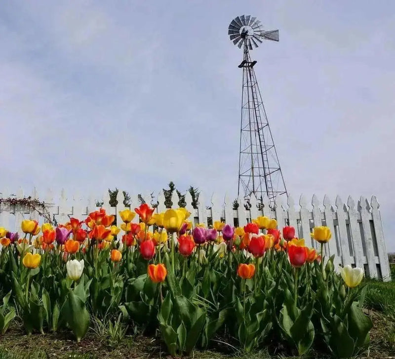 Tulip Darwin Hybrid Sunset Blend ( Bulbs) - Caribbean garden seed